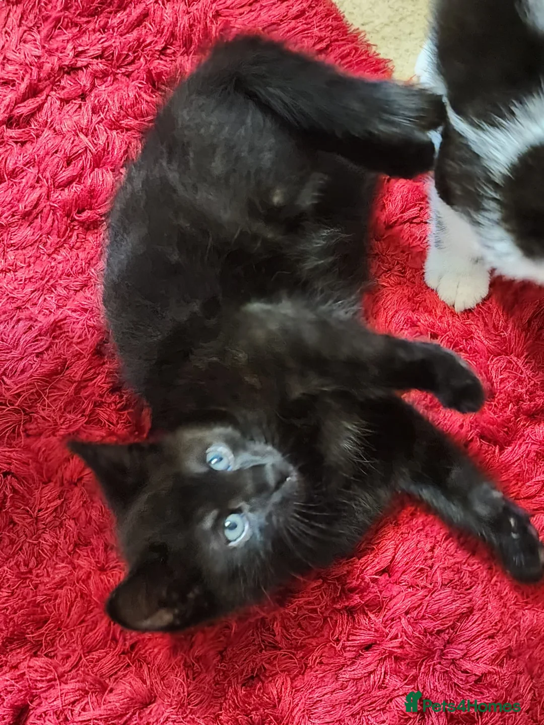 Mixed Breed cats for sale: They are looking for a lovely family  - Advert 1