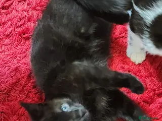 Mixed Breed cats They are looking for a lovely family - Advert 1