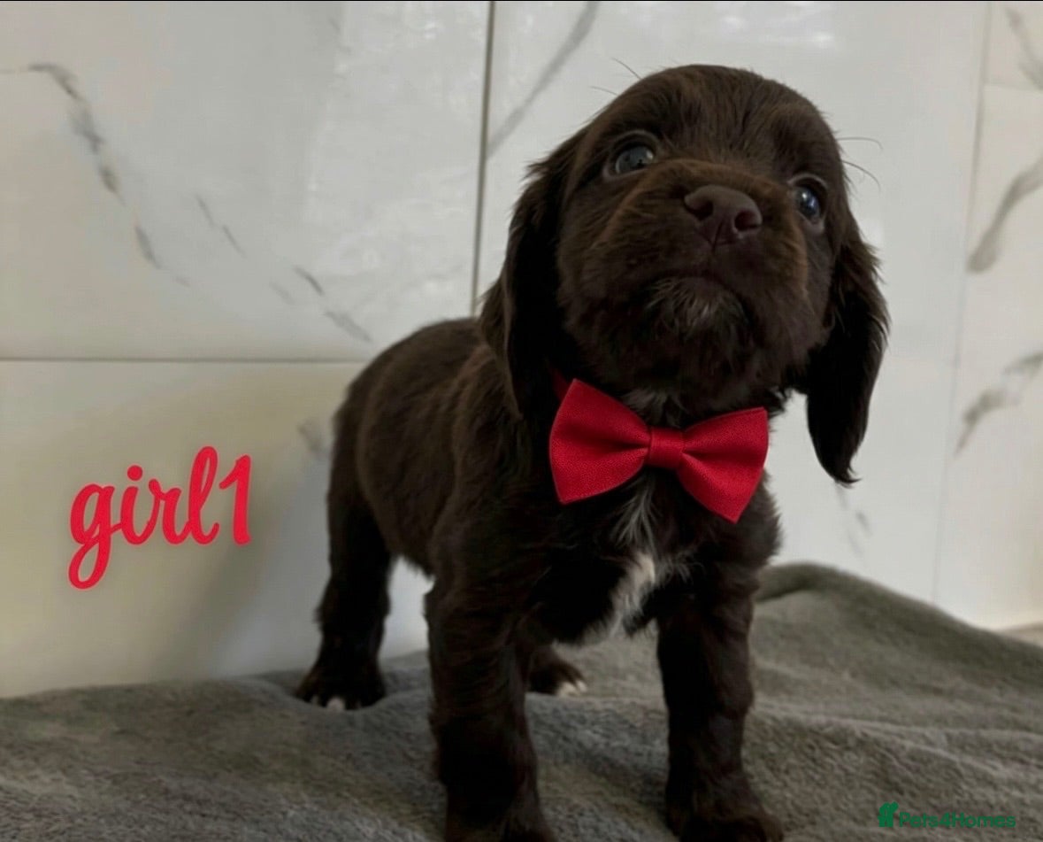 Cocker Spaniel dogs Cocker spaniel puppies for sale  - Advert 1