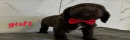 Cocker Spaniel dogs for sale: Cocker spaniel puppies for sale  - Advert 1