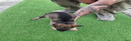 German Shepherd dogs for sale: Fully Health Tested KC Registered Working Line - Advert 10