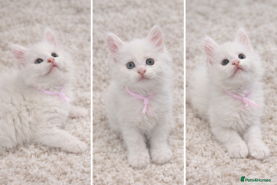 Maine Coon cats for sale: Outstanding pedigree kittens - Advert 22