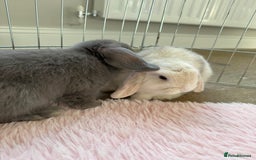 Mini Lop rabbits for sale: Friendly mini lop babies ready 14 August - Image 26