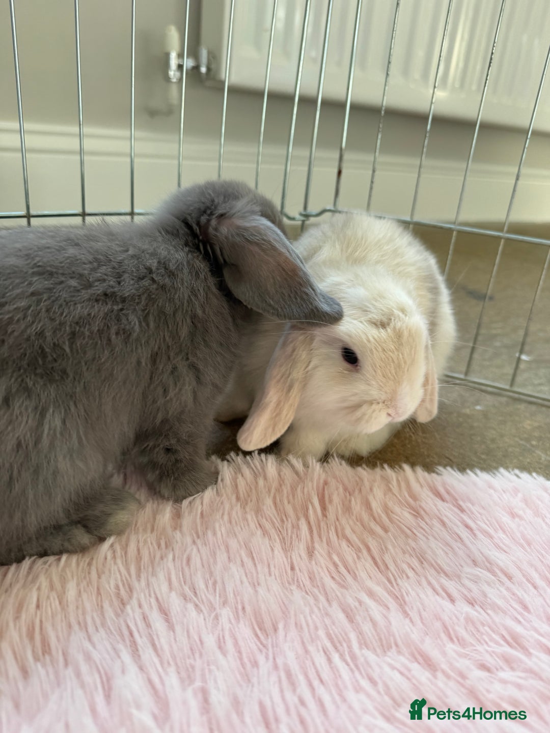 Mini Lop rabbits for sale: Friendly mini lop babies ready 14 August - Image 26