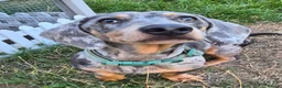 Miniature Dachshund dogs for sale: Stunning 18mth old male - Advert 6