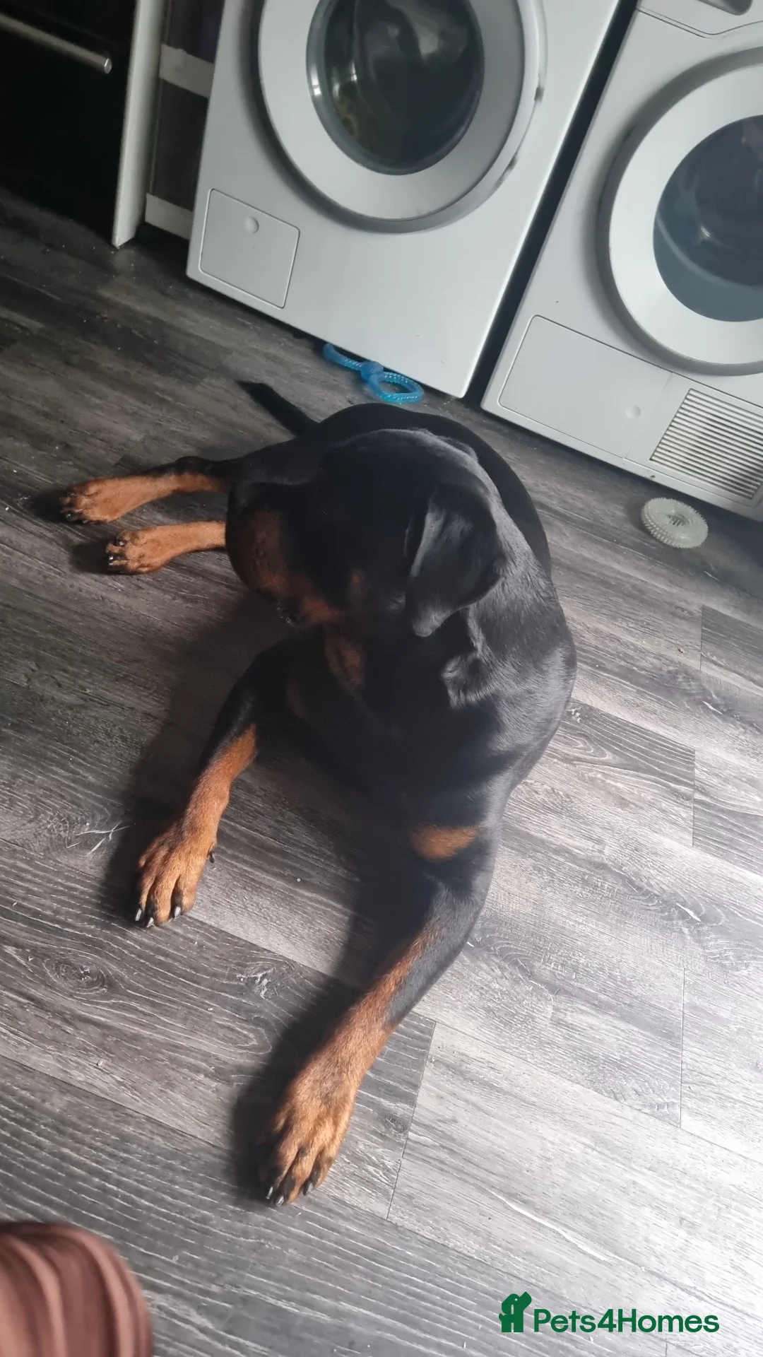 Rottweiler dogs for stud: First time stud dog in Runcorn - Advert 3