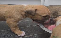 English Bull Terrier dogs for sale: Top Quality health tested champions lines - Image 12