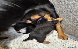 Mixed Breed dogs for sale: Rottweiler x puppys - Image 20