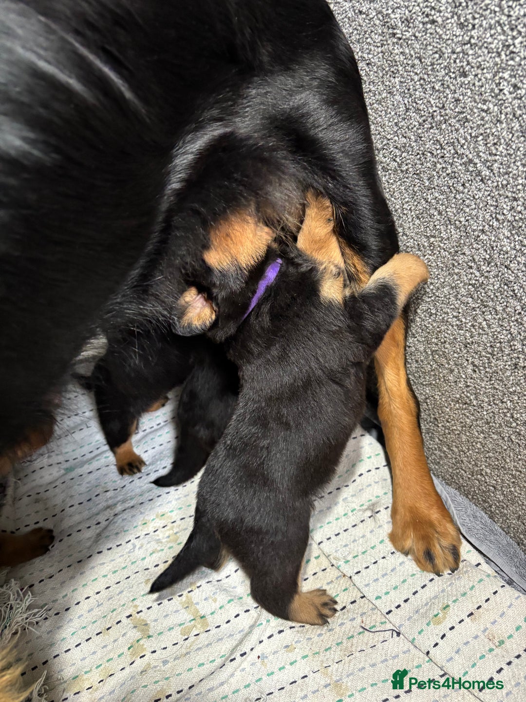 Mixed Breed dogs for sale: Rottweiler x puppys - Image 20