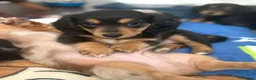 Miniature Dachshund dogs for sale: Beautiful rare miniature Daschunds. Pure 🧬  - Advert 6