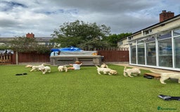 Goldador dogs for sale: Stunning litter of Goldador Puppies  - Image 10