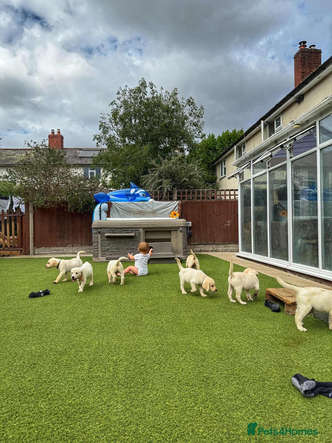 Goldador dogs for sale: Stunning litter of Goldador Puppies  - Image 10