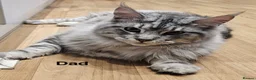 Maine Coon cats for sale: Maine coon x BSH Fluffy boys - Advert 13