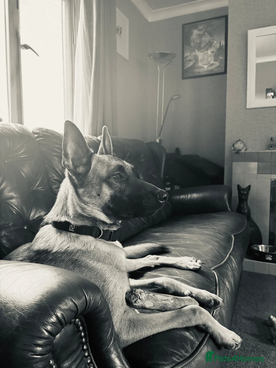 Belgian Shepherd Dog dogs for sale: 12 month maili in Boston - Advert 2