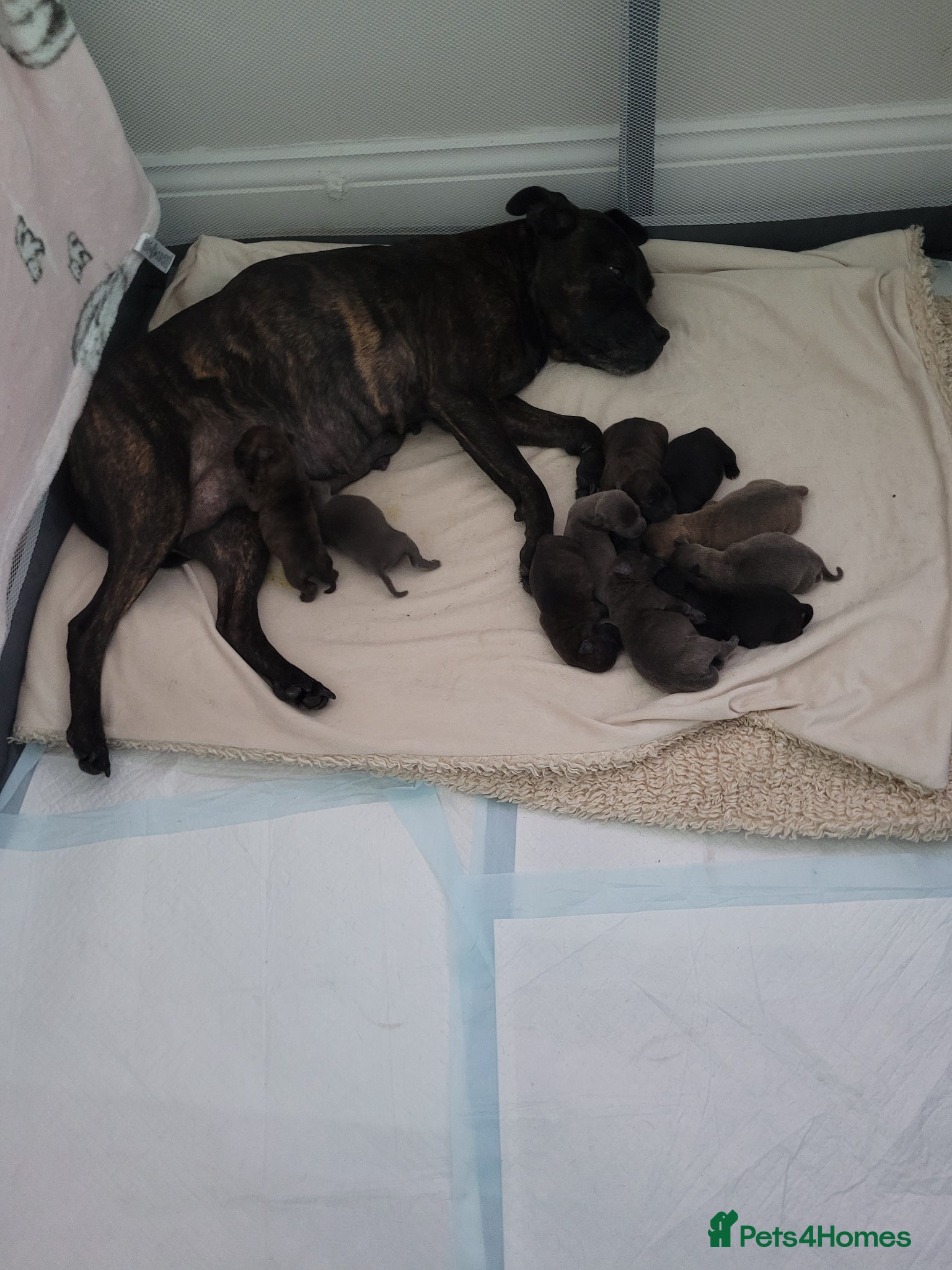Mixed Breed dogs Staffie cross mastiff - Advert 1