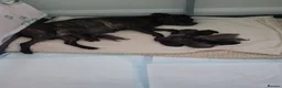 Mixed Breed dogs for sale: Staffie cross mastiff - Advert 1