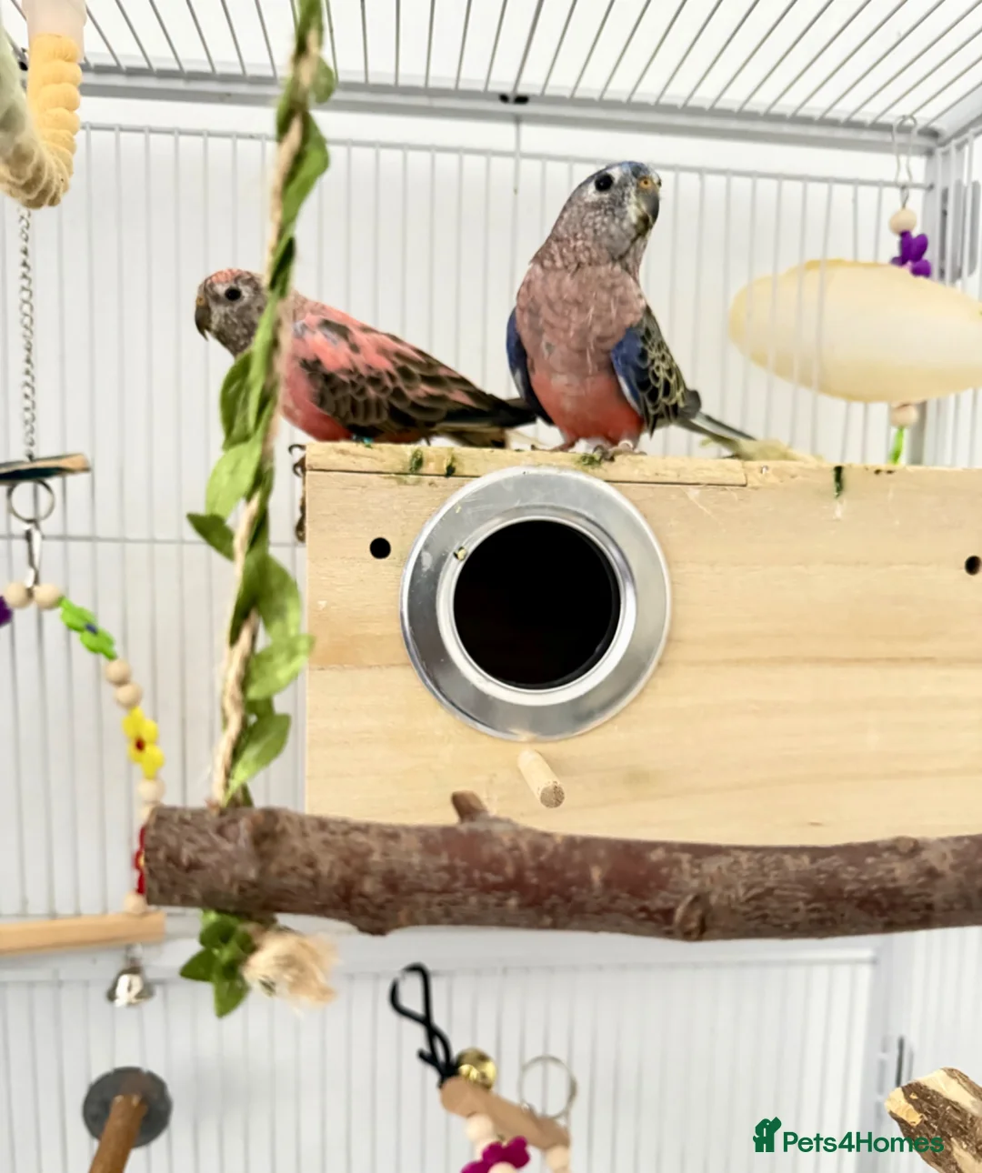 Parakeets birds for sale: Beautiful Pair of Bourke's Parakeets for Sale in London - Advert 1