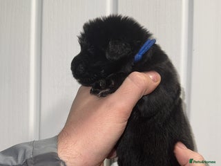 Newfoundland dogs Stunning Newfoundland Puppies Kc Reg 🐾 - Advert 1