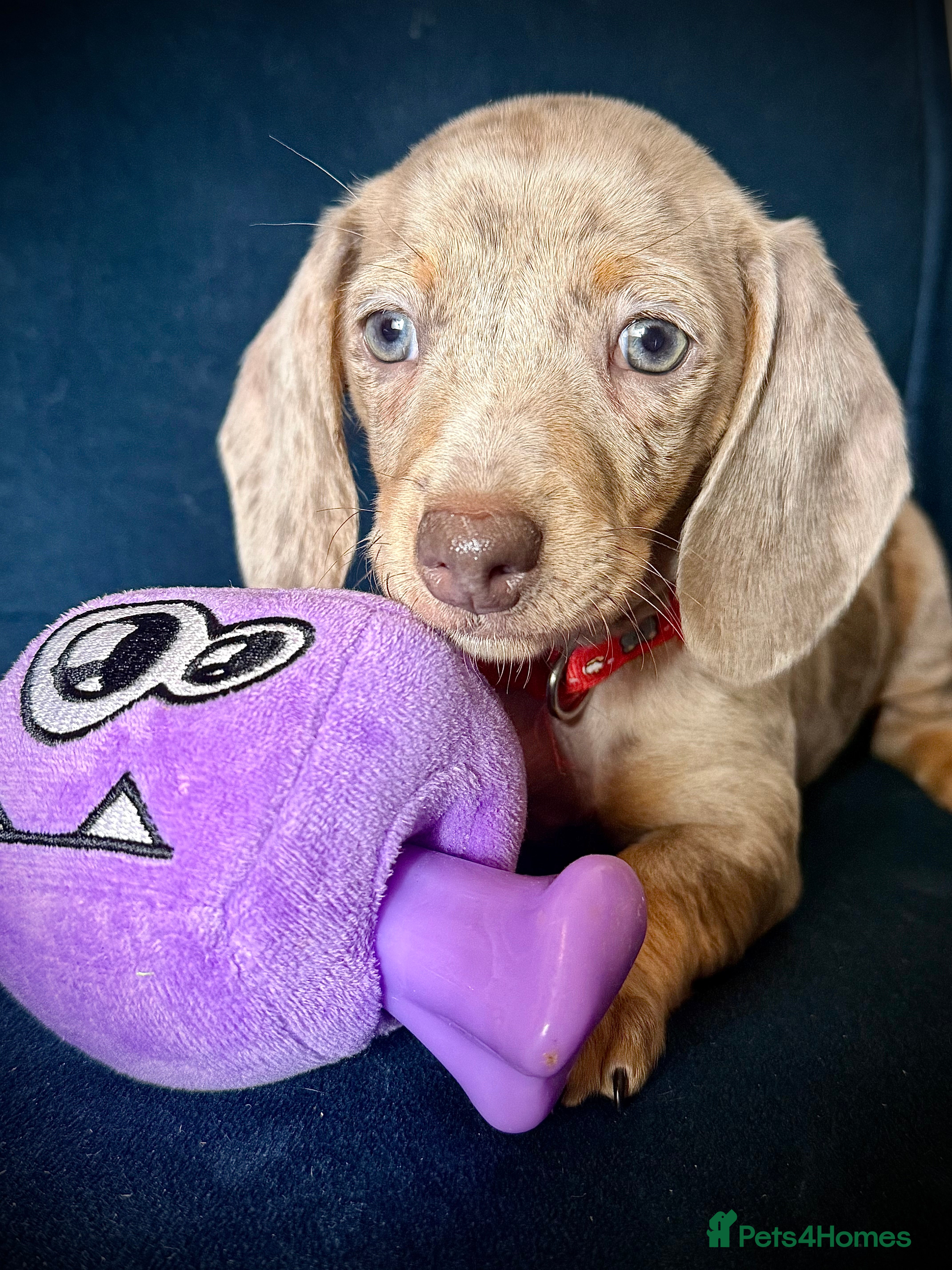 Miniature Dachshund dogs KC registered miniature Dachshund puppies  - Advert 8