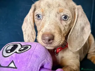 Miniature Dachshund dogs KC registered miniature Dachshund puppies - Advert 8