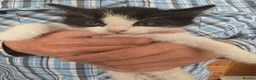 Mixed Breed cats for sale: Beautiful Bengal and Himalayan Kittens for Sale - Advert 15