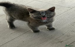 British Shorthair cats for sale: British blue short hair  - Image 3