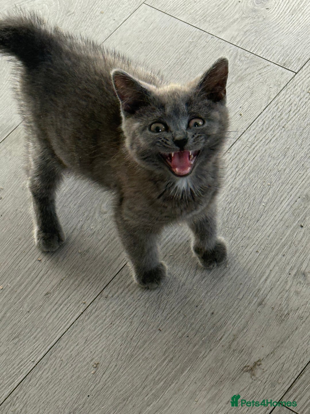 British Shorthair cats for sale: British blue short hair  - Image 3