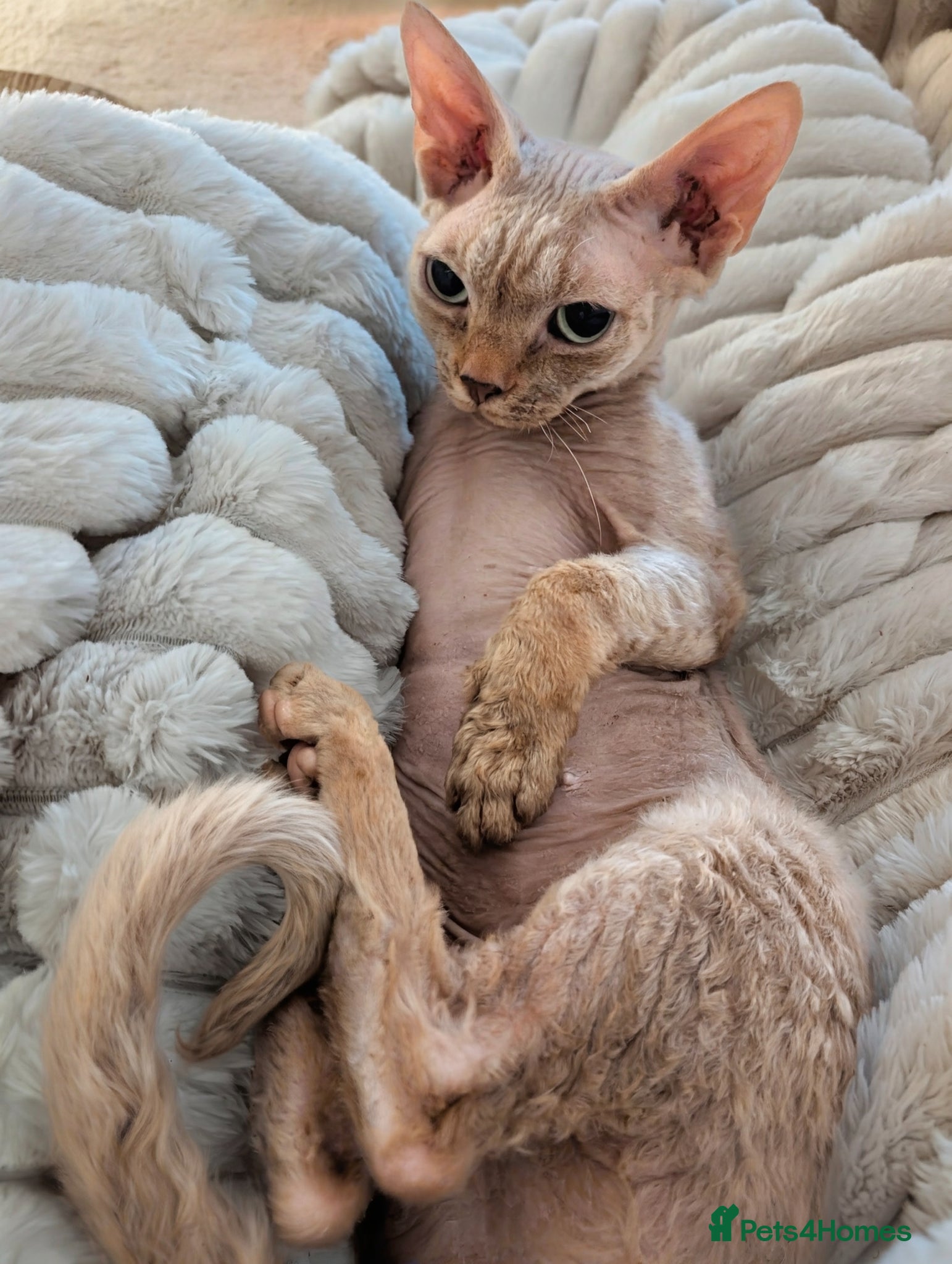 Devon Rex cats Devon Rex  - Advert 2
