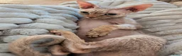 Devon Rex cats for sale: Devon Rex  in Ellesmere Port - Advert 1