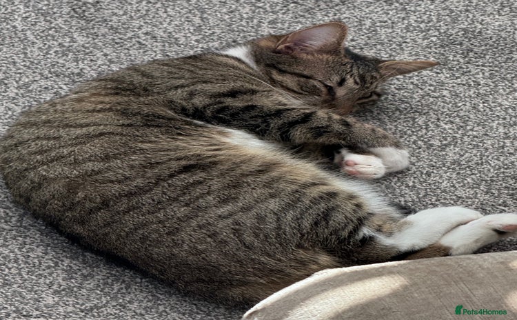 Mixed Breed cats Black Kitten for Sale – Ready for a New Home - Advert 16