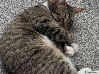 Mixed Breed cats Black Kitten for Sale – Ready for a New Home - Advert 1