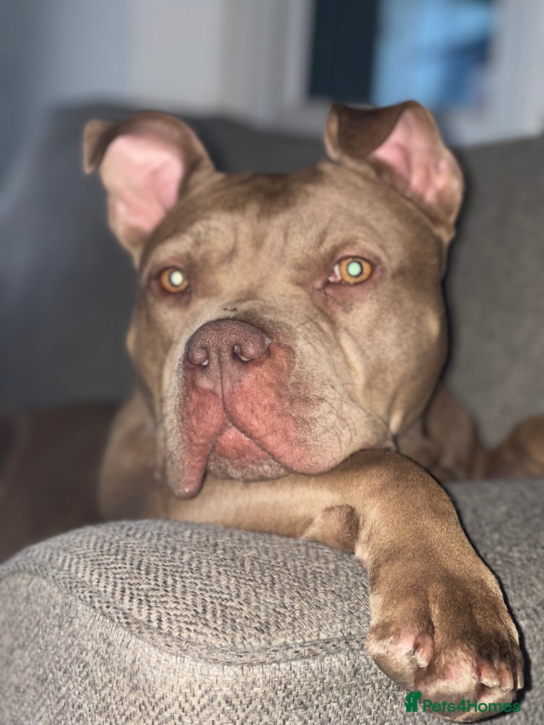 Mixed Breed dogs for sale: American bully/Pit x Rhodesian Ridgeback  - Advert 10