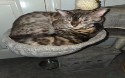 Bengal cats for sale:  1 stunning male bengal kitten (reduced price) - Image 14