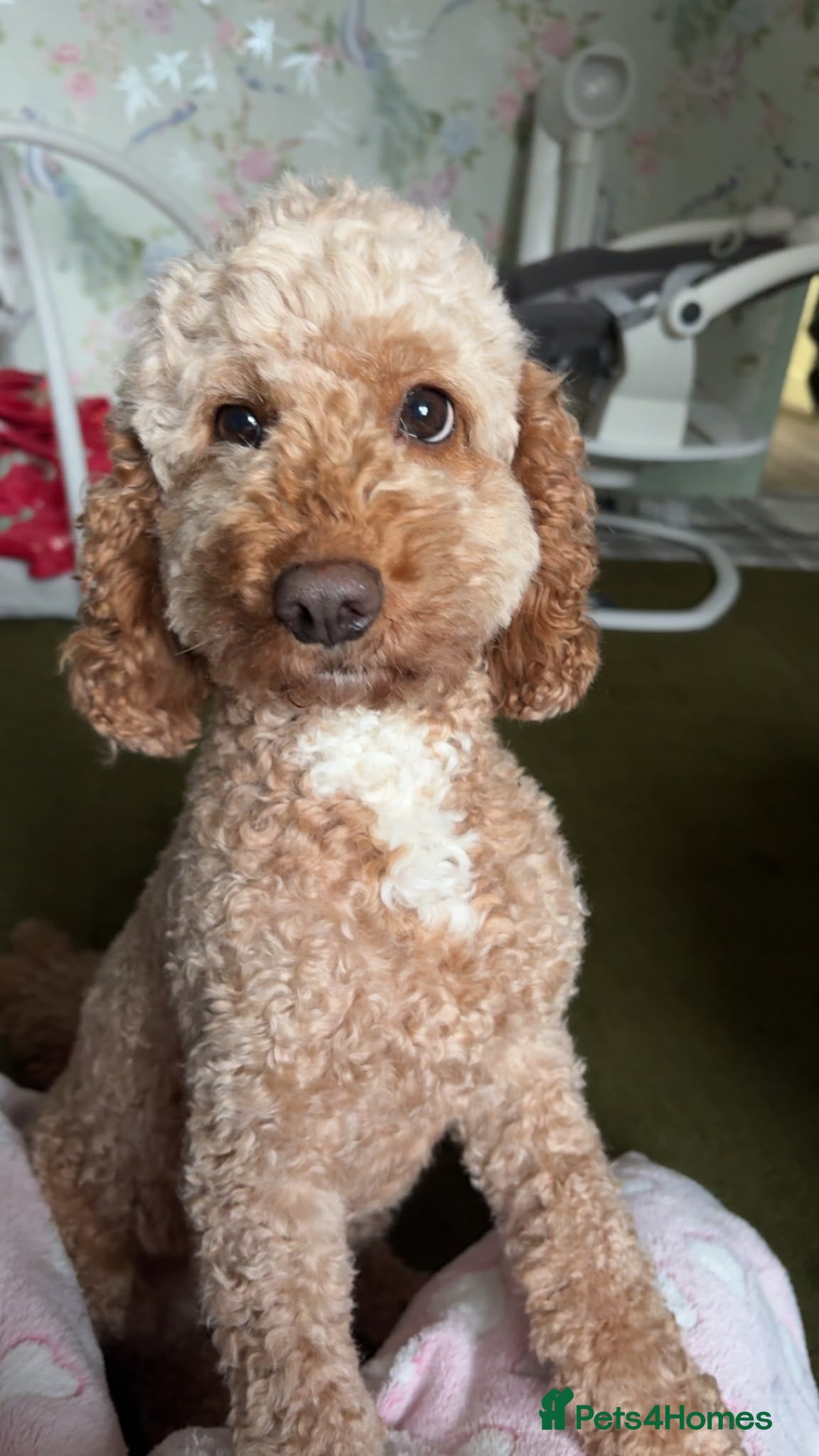 Cockapoo dogs Stunning F1B Cockapoos - Advert 13