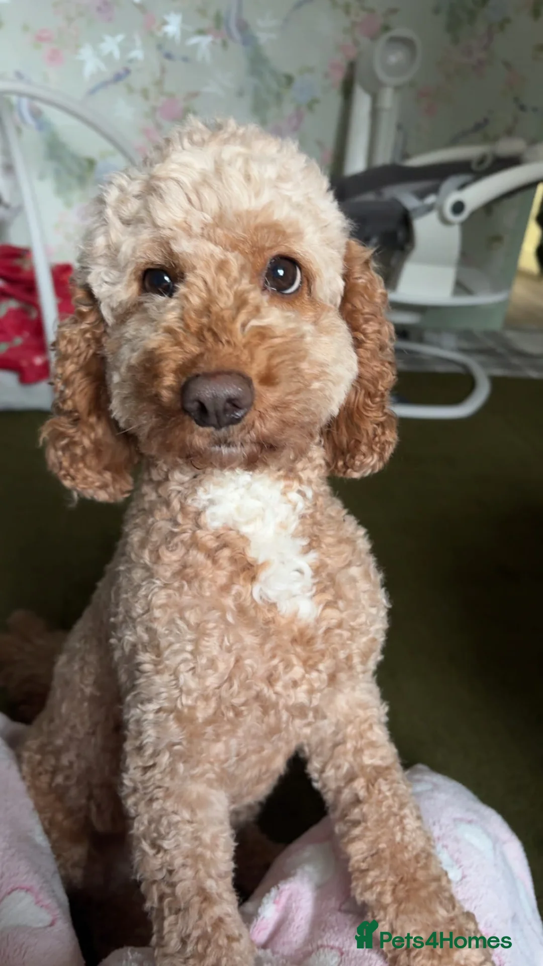 Cockapoo dogs for sale: Stunning F1B Cockapoos in Stockport - Advert 1