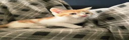 Mixed Breed cats for sale: Ready 5kittens raised with dogs and children - Advert 15