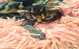Maine Coon cats for sale: Maine coon x kittens for sale - Image 7