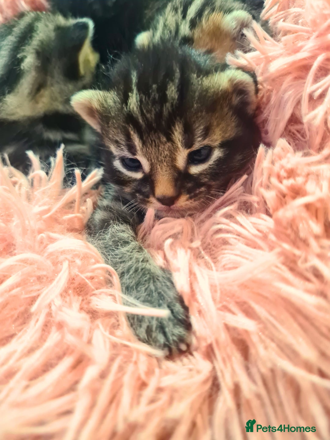 Maine Coon cats for sale: Maine coon x kittens for sale - Image 7