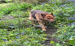 German Shepherd dogs for sale: German shepherd puppies health tested kc reg  in Honiton - Image 3