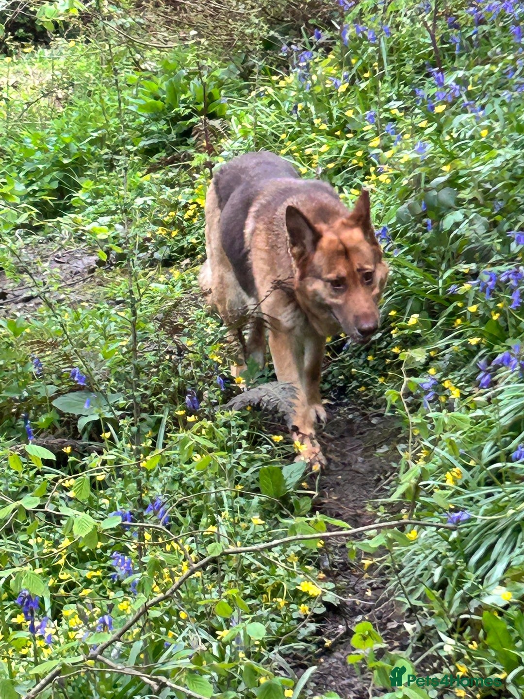 German Shepherd dogs for sale: German shepherd puppies health tested kc reg  in Honiton - Image 3