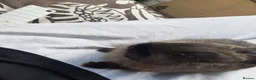 Netherland Dwarf rabbits for sale: Two beautiful netherland dwarf bunnies for sale🐰 - Advert 4