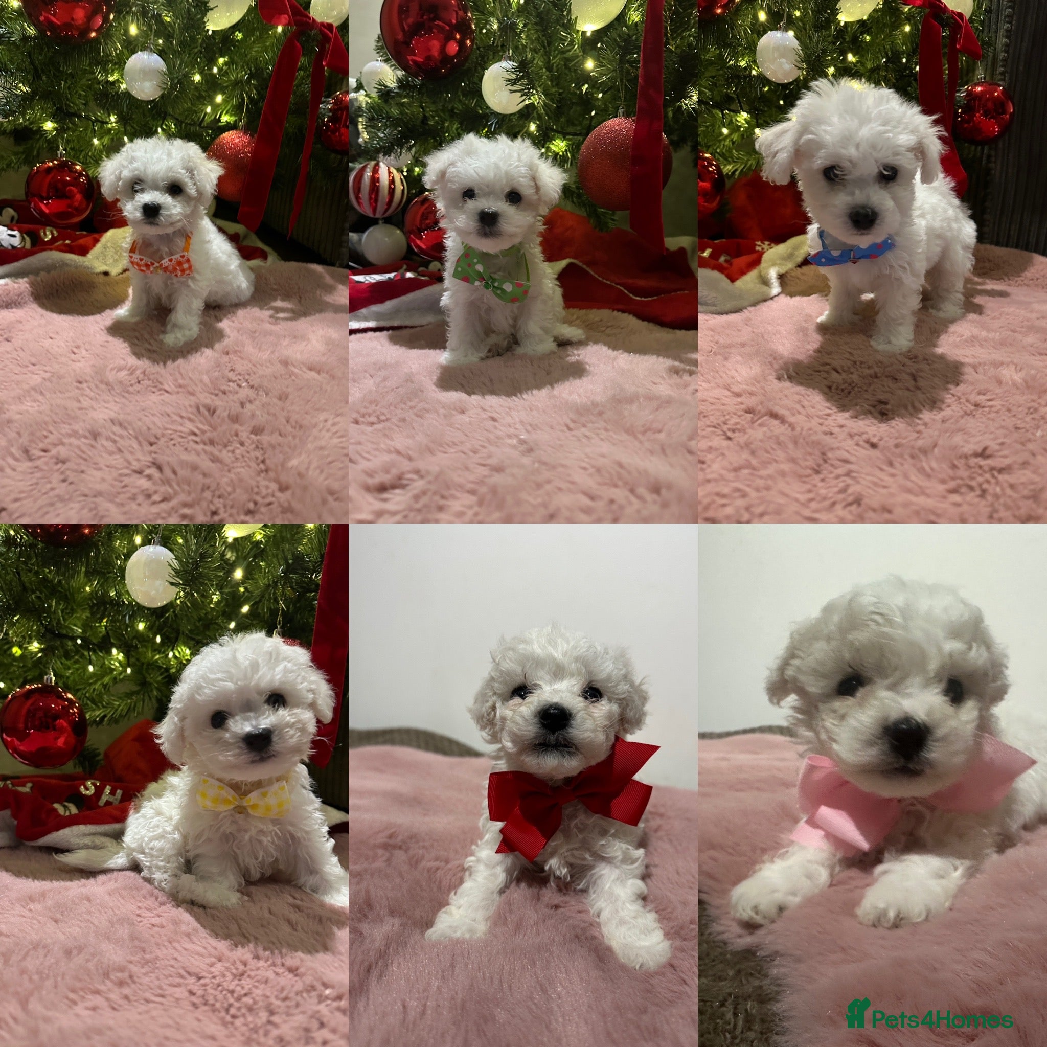 Bichon Frise dogs Pure Pedigree Champion Bloodline Bichon Frise  - Advert 1