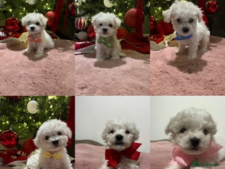 Bichon Frise dogs Pure Pedigree Champion Bloodline Bichon Frise - Advert 12