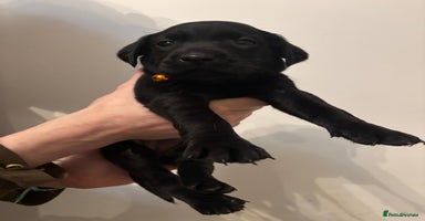 Labrador Retriever dogs - Advert 7