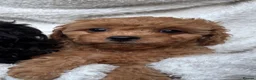 Cavapoo dogs for sale: ⭐️6 CAVAPOO’S Ready Now in CHESHIRE⭐️ - Advert 23