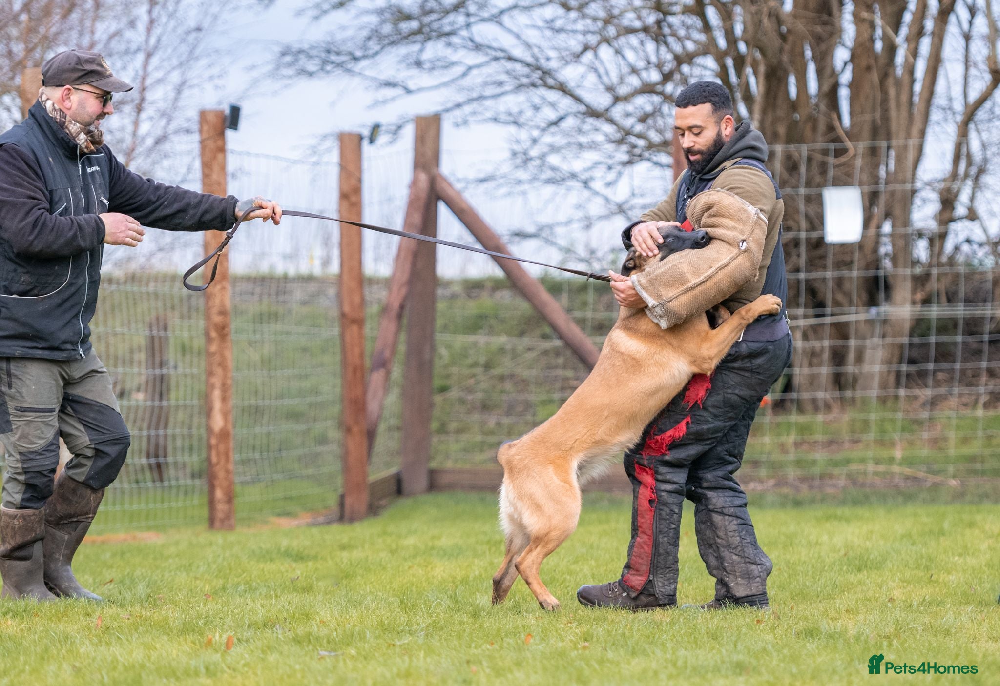 Belgian Shepherd Dog dogs KC registered Malinios bitch  - Advert 2