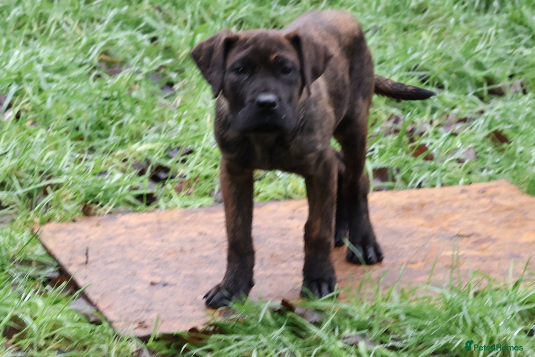 Presa Canario dogs for sale: Presa Canario Puppies (Recognised Breeder) - Advert 8