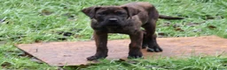 Presa Canario dogs for sale: Presa Canario Puppies (Recognised Breeder) - Advert 8