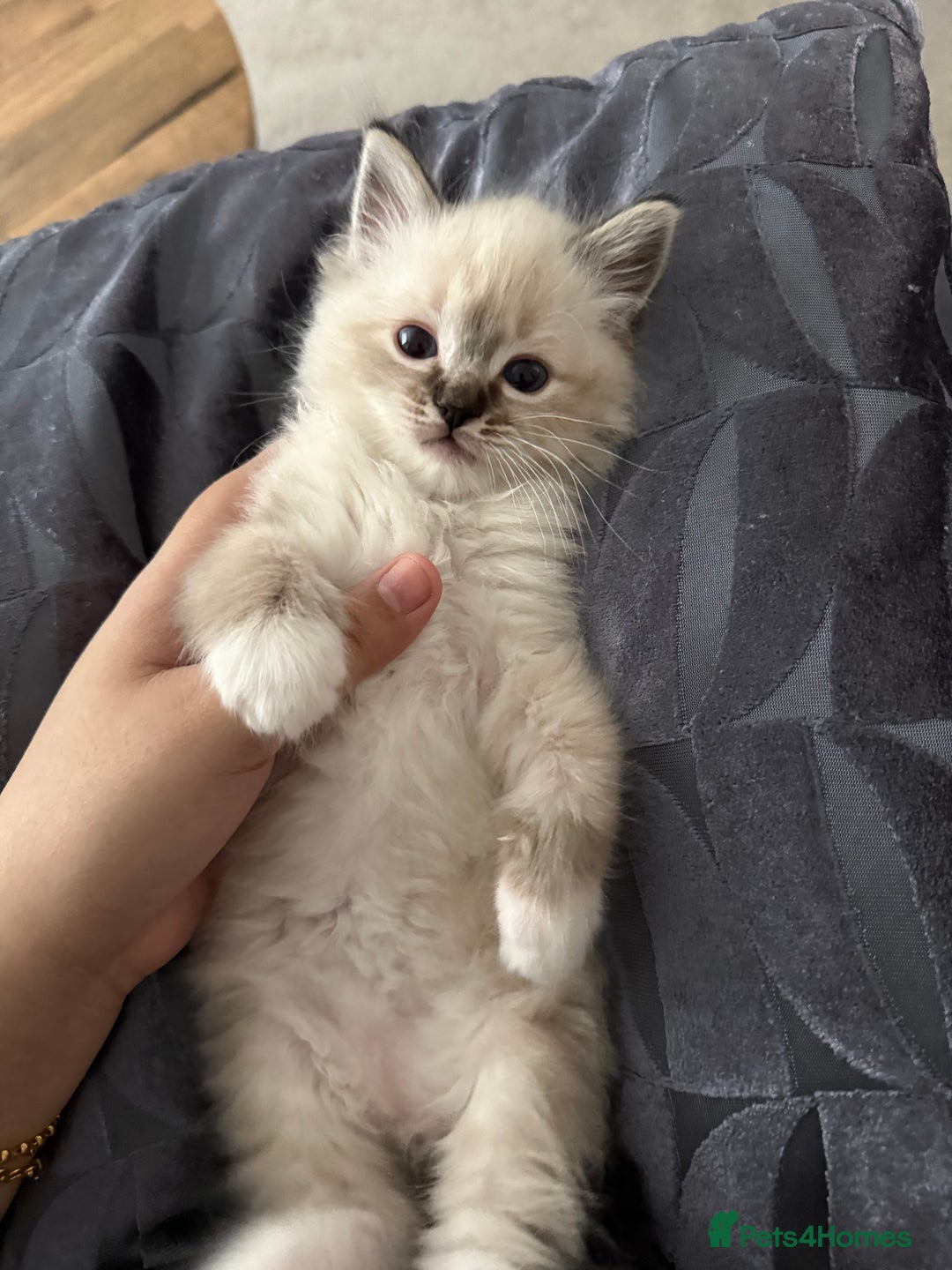Ragdoll cats for sale: 7 beautiful seal/lynx point ragdoll kittens - Image 9