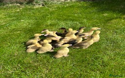 Ducks poultry for sale: Muscovy ducklings, mixed colours - Image 1
